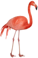 animals & flamingo free transparent png image.