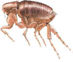 insects & Flea free transparent png image.