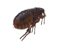 insects & flea free transparent png image.