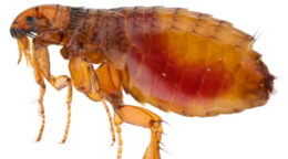 insects & flea free transparent png image.