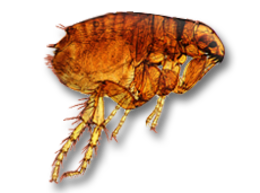 insects & Flea free transparent png image.