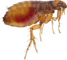 insects & flea free transparent png image.