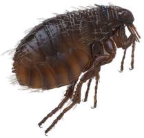 insects & flea free transparent png image.