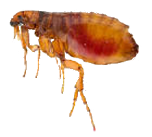 insects & Flea free transparent png image.