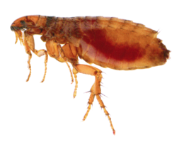 insects & flea free transparent png image.