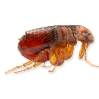 insects & flea free transparent png image.