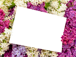 flowers & floral frame free transparent png image.