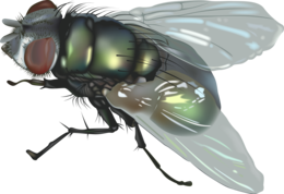 insects&Fly png image.