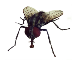 insects & Fly free transparent png image.