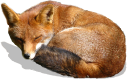 animals & Fox free transparent png image.