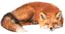 animals & Fox free transparent png image.