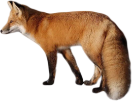 animals & Fox free transparent png image.