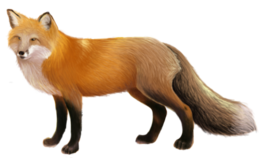 animals & Fox free transparent png image.