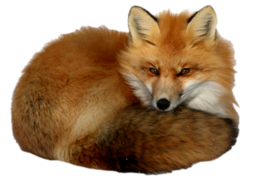 animals & Fox free transparent png image.