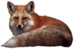 animals & Fox free transparent png image.