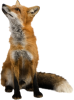 animals & Fox free transparent png image.