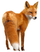 animals & fox free transparent png image.