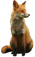 animals & Fox free transparent png image.