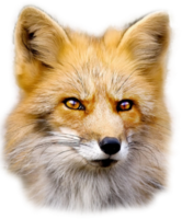 animals & Fox free transparent png image.