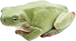 animals & Frog free transparent png image.