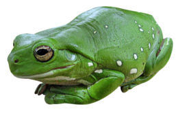 animals & Frog free transparent png image.