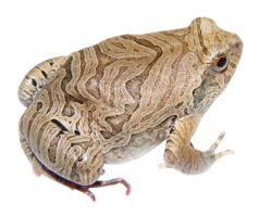 animals & Frog free transparent png image.