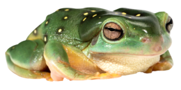 animals & frog free transparent png image.