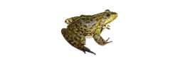 animals & Frog free transparent png image.