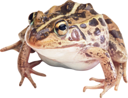 animals & Frog free transparent png image.