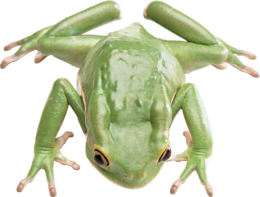 animals & Frog free transparent png image.