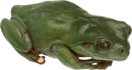 animals & frog free transparent png image.