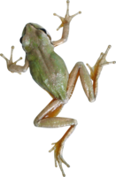 animals & Frog free transparent png image.