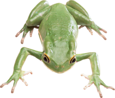 animals & Frog free transparent png image.