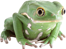 animals & Frog free transparent png image.