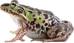 animals & Frog free transparent png image.