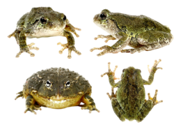 animals & Frog free transparent png image.