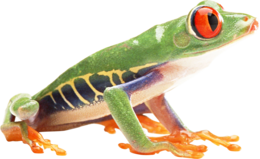 animals & Frog free transparent png image.