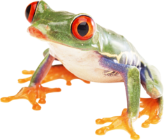 animals & Frog free transparent png image.