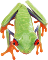 animals & Frog free transparent png image.