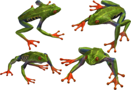 animals & Frog free transparent png image.