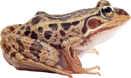 animals & Frog free transparent png image.