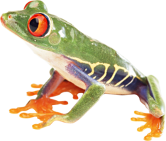 animals & Frog free transparent png image.