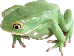 animals & frog free transparent png image.