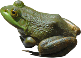 animals & Frog free transparent png image.