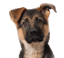 animals&German Shepherd png image.