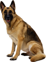 animals & German Shepherd free transparent png image.