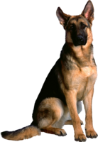 animals & german shepherd free transparent png image.