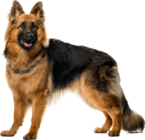 animals & German Shepherd free transparent png image.