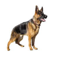 animals & German Shepherd free transparent png image.