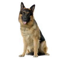 animals & German Shepherd free transparent png image.